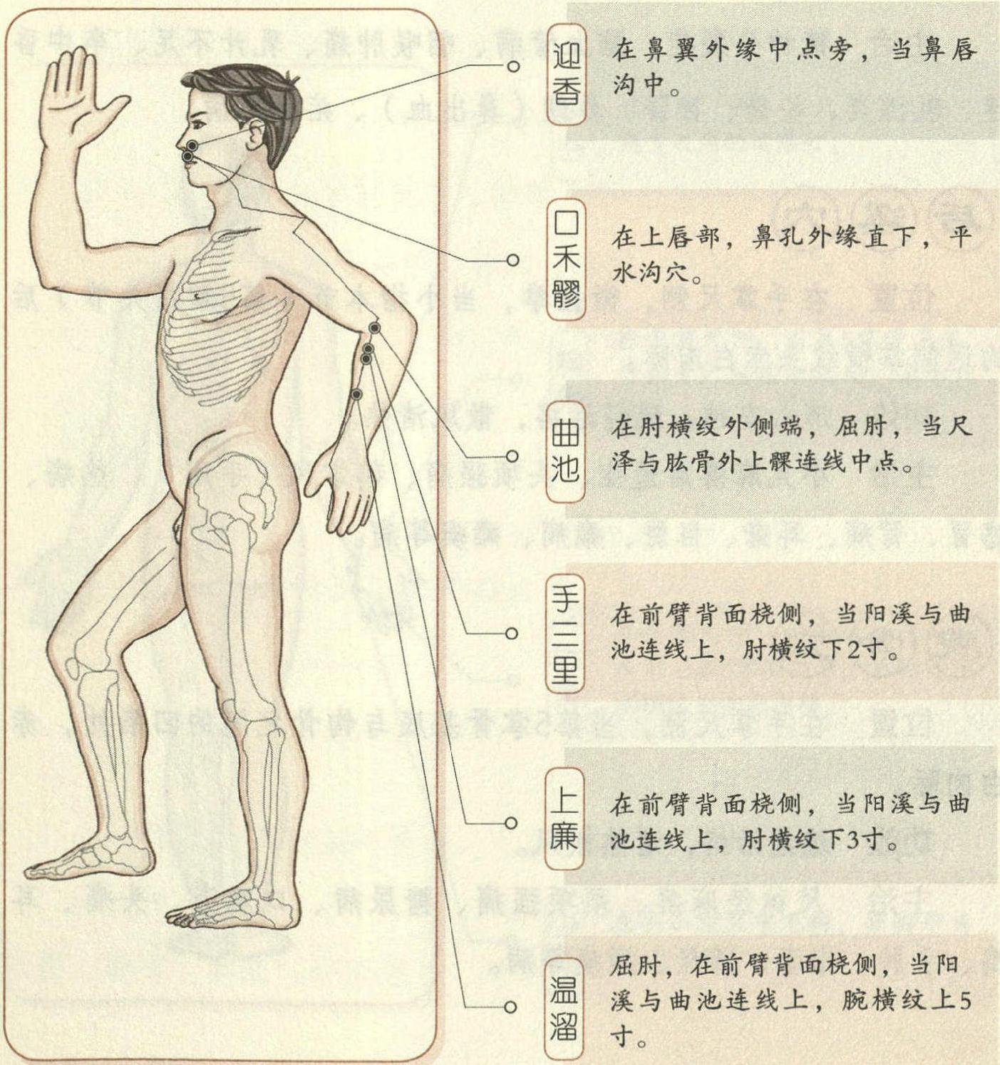 手陽(yáng)明大腸經(jīng)11大要穴